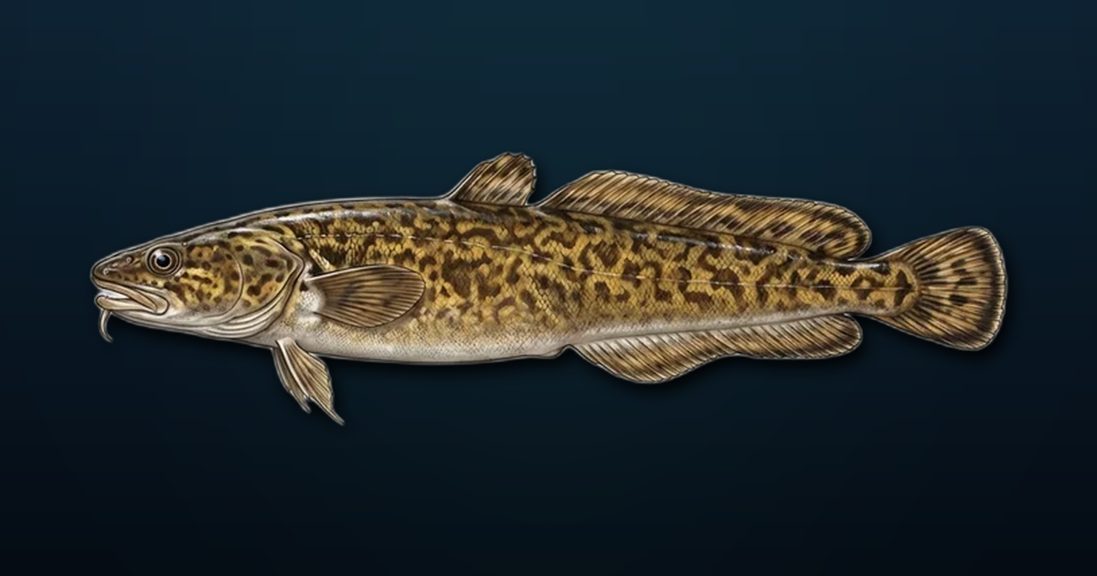 Ilustracija menjke na tamnoj podvodnoj pozadini