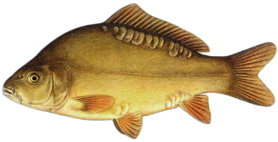 Ribnjačarski šaran