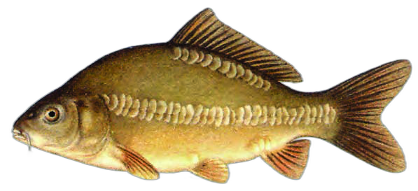 Dvorednoljuskavi šaran