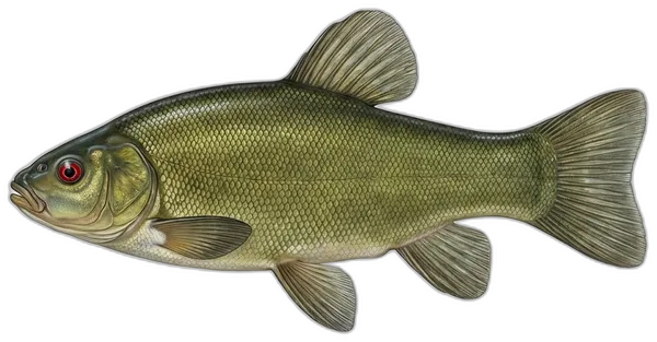 Linjak