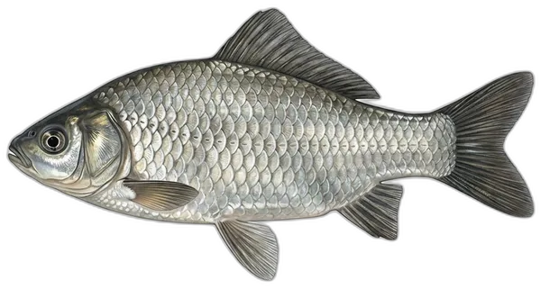 Babuška