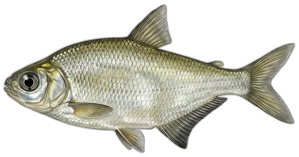 Crnooka deverika