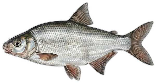 Gubičasta deverika
