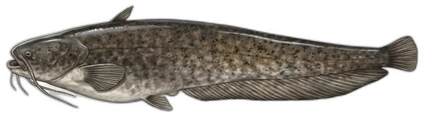 Som