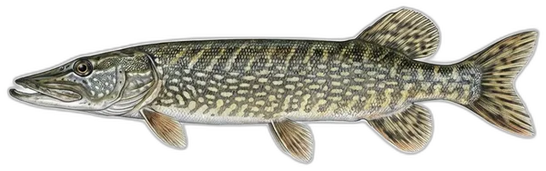 Štuka
