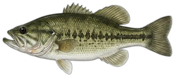Pastrvski grgeč