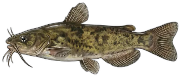 Cvergl