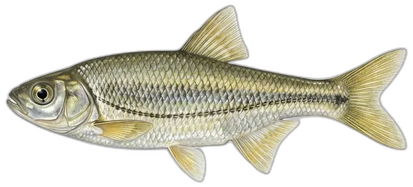 Dvopruga uklija