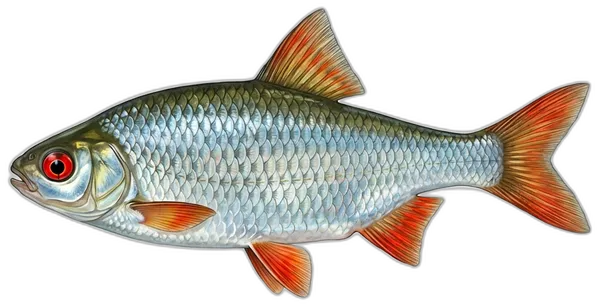Žutooka