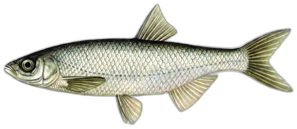 Pegunica