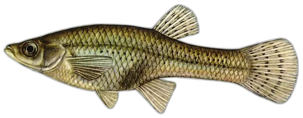 Gambuzija
