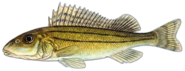Isprugani balavac