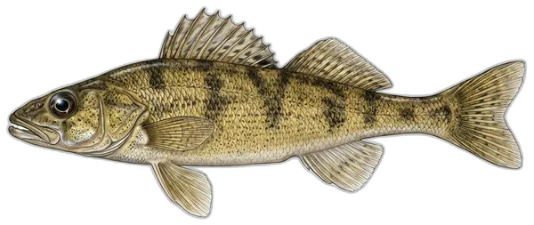 Vretenac veliki