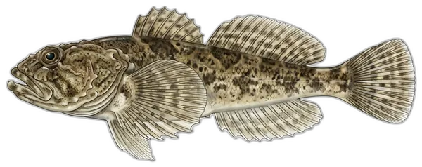 Peš