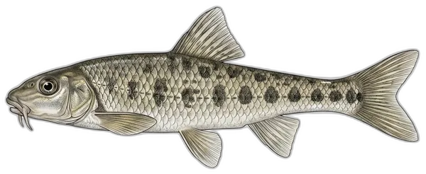 Krkuša