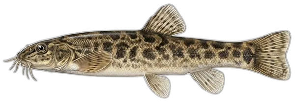 Brkica