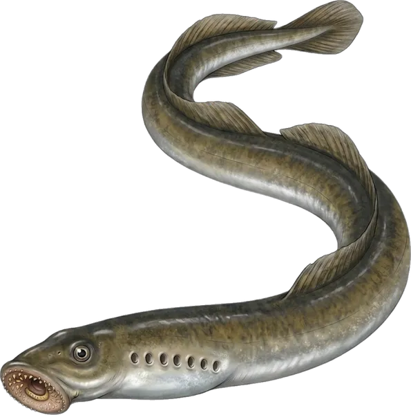 Paklara Dunavska