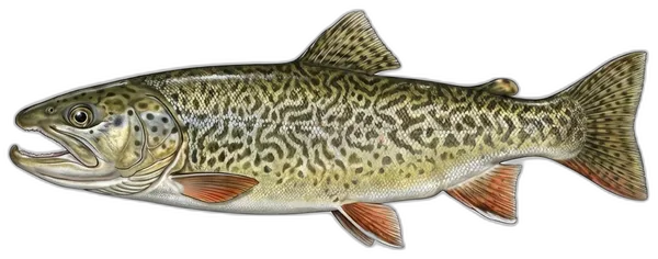 Glavatica