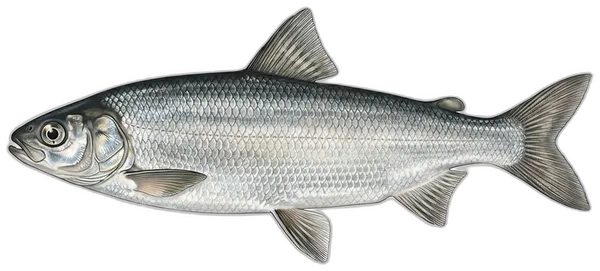 Ozimica
