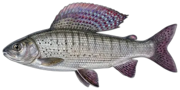 Lipljen