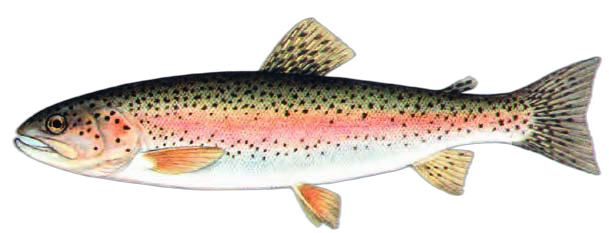 Kalifornijska pastrva