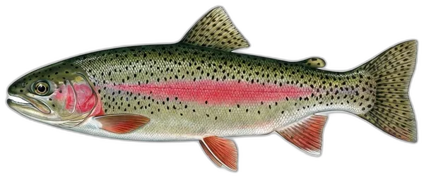 Kalifornijska pastrva