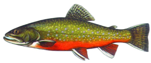 Potočna zlatovčica