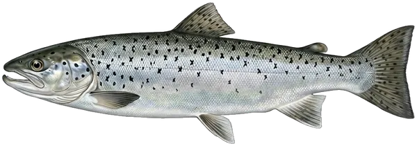 Morska pastrva